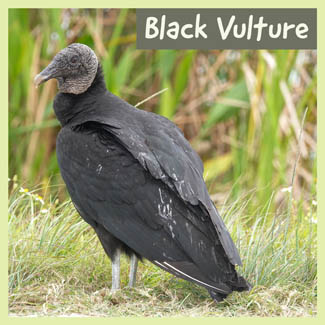 Black Vulture
